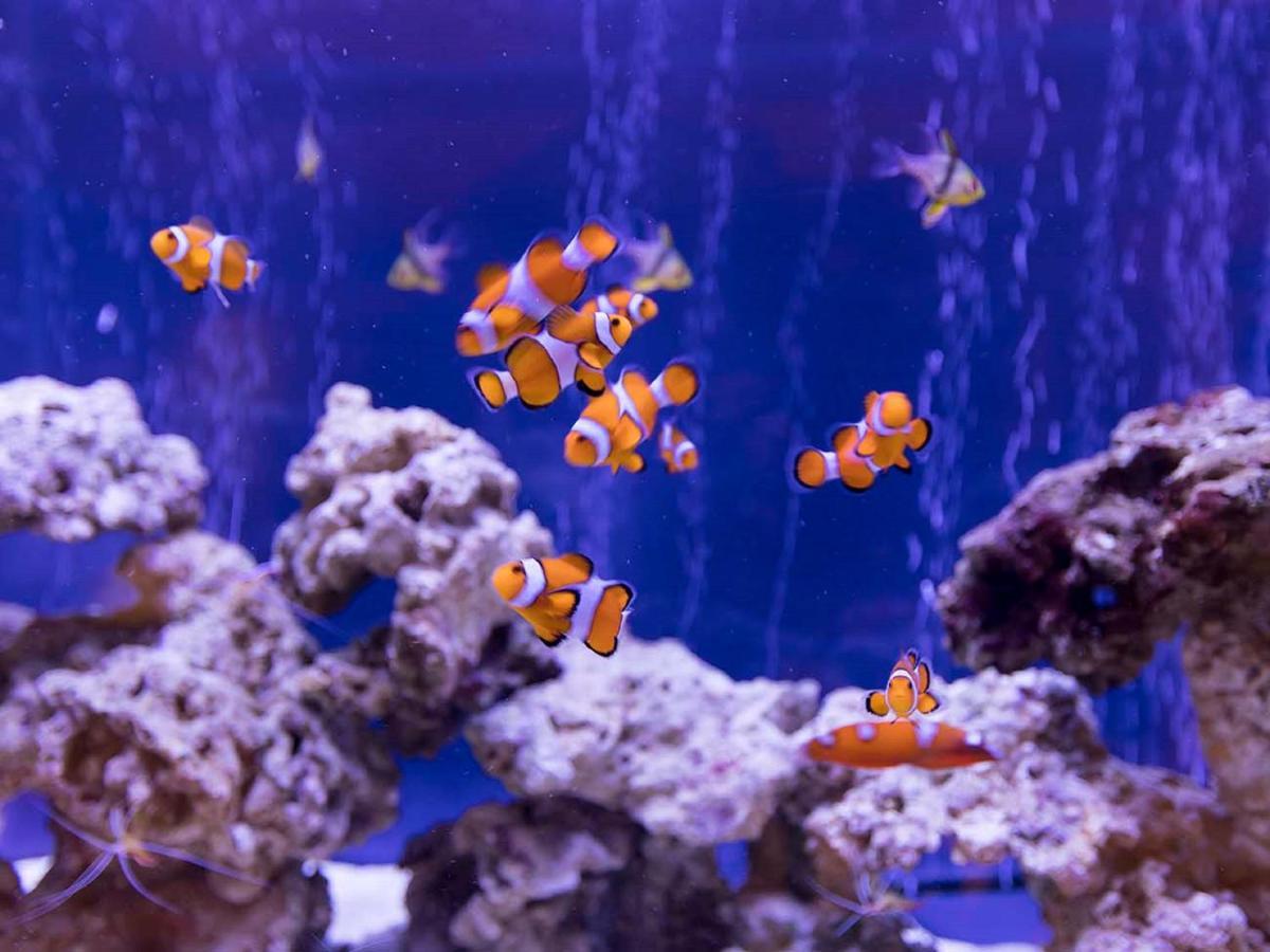 فندق Ooedo Onsen Monogatari Premium Toba Saichoraku المظهر الخارجي الصورة
